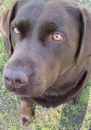 les mascotes en el divorci o separació